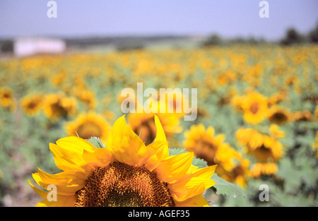 Sonnenblumenfeld in Spanien Stockfoto