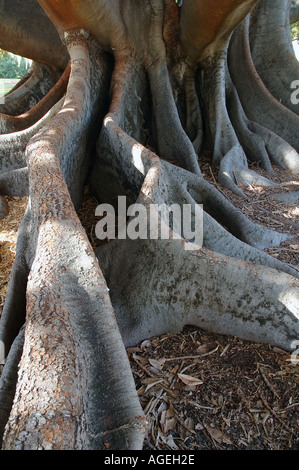 Riesige Strebepfeiler Wurzeln eine enorme Moreton Bay Feigen Ficus macrophylla Stockfoto