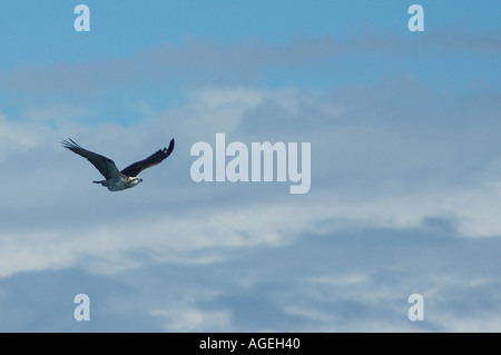 Fischadler Pandion Haliaetus fliegen über der Küste Rottnest Insel Western Australia Stockfoto