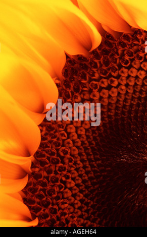 Mittelteil des großen Sonnenblumen Einkopf Stockfoto