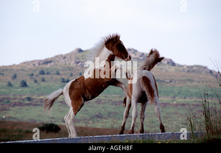 2 junge Dartmoor Pony Fohlen zusammen spielen Stockfoto