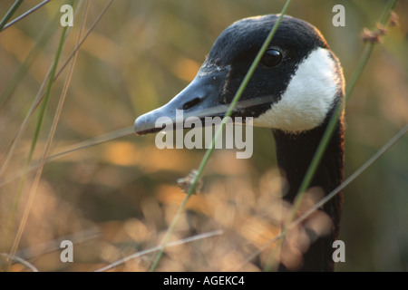 Porträt von neugierig Kanadische Gans am Frimley Luken Vogel reservieren Stockfoto