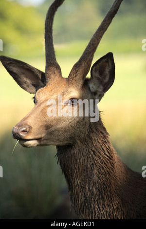 Red Deer Porträt einer jungen Hirsch Beweidung in dappled Sonnenlicht Stockfoto