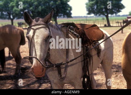 Pferde auf der Estancia Santa Susana Los Cardales Provinz Buenos Aires Argentinien-Südamerika Stockfoto