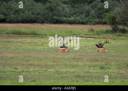 Zwei Stier Elch in medow Stockfoto