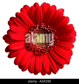 Roten Gerber Daisy Blume Stockfoto