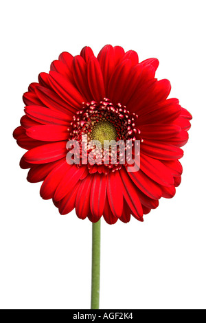 Roten Gerber Daisy Stockfoto