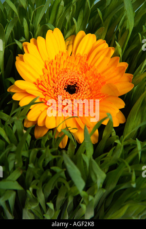 Orangefarbene Blume in Grass Stockfoto