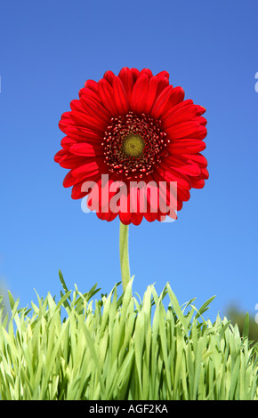 Roten Gerber Daisy Blume Gras mit blauem Himmel Stockfoto