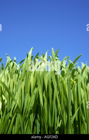 Grashalme mit blauem Himmel blickte Stockfoto