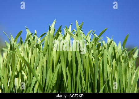 Grass und blauer Himmel Stockfoto