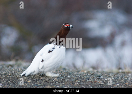 Männliche Alpenschneehuhn in Alarmbereitschaft Stockfoto