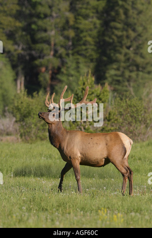 Stier Elch Stockfoto