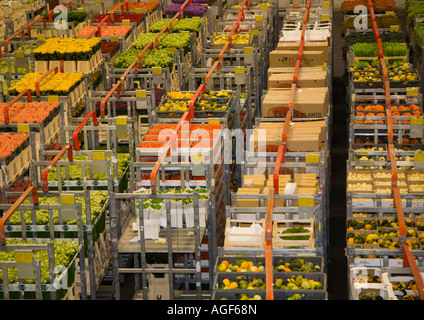 Pflanzen und Blumen auf Rollwagen in Aalsmeer Bloemenveiling verschoben werden Stockfoto