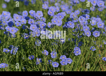 Blauer Flachs in voller Blüte Stockfoto