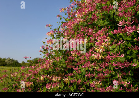 Wilden Geißblatt Lonicera Periclymenum Oxfordshire UK Stockfoto