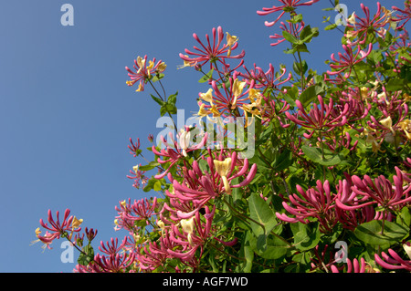 Wilden Geißblatt Lonicera Periclymenum Oxfordshire UK Stockfoto