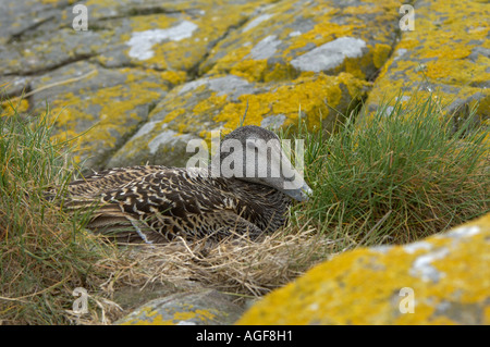 Eiderente Somateria Molissima Northumberland UK weiblich setzte sich auf nest Stockfoto