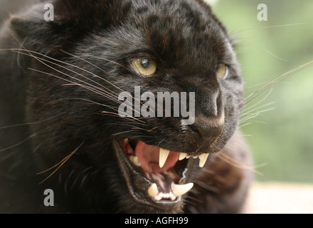 Ein Porträt von einem fauchenden Black Panther Stockfoto