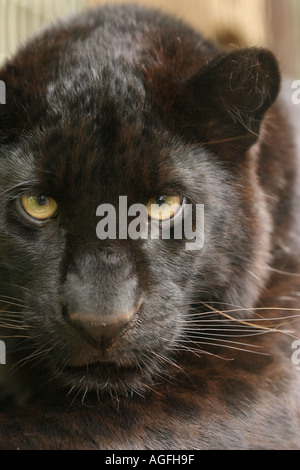 Leiter der einen schwarzen Panther Stockfoto