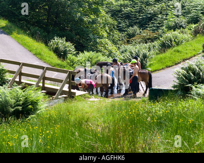 Pferde nicht mehr für einen Drink an einer Furt in Dollar Glen Clackmannan Schottland Stockfoto