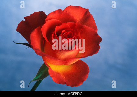 Einzelne rote und gelbe stieg gegen blauen Himmel Stockfoto