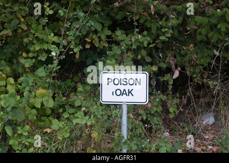 Hinweises Gifteiche Toxicodendron Diversilobum wächst in der Nähe von Lincoln Park Seattle Washington USA Stockfoto