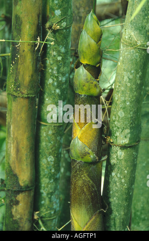 Aufhäufung Bambus (Bambusa spec.), Detail des sprießen-Top, Trinidad und Tobago Stockfoto