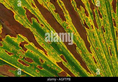 Cabbage Palmetto (Sabal Palmetto), Detail des Blattes, abstrakt, USA, Florida, Highland Hängematte State Park Stockfoto