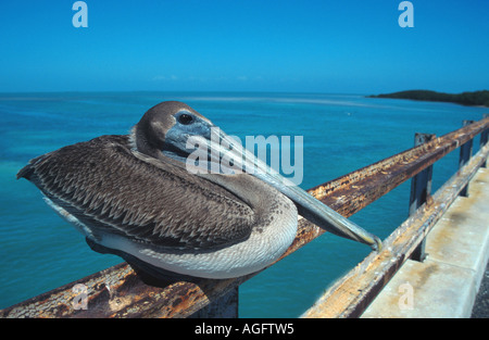 brauner Pelikan (Pelecanus Occidentalis), sitzt auf einem Geländer, USA, Florida, Keystone Stockfoto