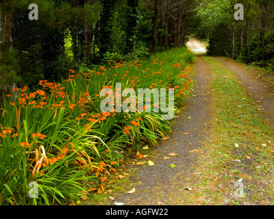 Feldweg mit Wildblumen im Lincoln County entlang der Küste von Oregon eingefasst Stockfoto