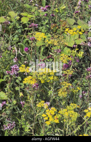 Spätsommer Wildblumen auf Kreide Grünland an Box Hill Surrey Stockfoto