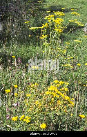 Spät Sommer Wildblumen auf Kreide Grünland an Box Hill Surrey Stockfoto