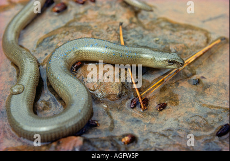 Langsame Wurm geschiedenen Fragilis Männchen in Vacarisses Sant Llorenç de Munt ich Serra de l Obac Naturpark Katalonien Spanien Stockfoto