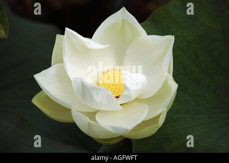 Nelumbo Lutea Persoon, amerikanischen Lotus, gelbe Lotus Wasser chinquapin Stockfoto