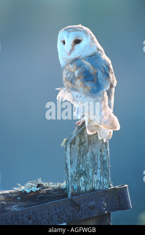 Schleiereule (Tyto Alba), thront auf einem Hof, Großbritannien, Schottland, Cairngorms NP Stockfoto