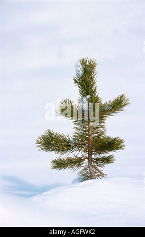 Schwarzkiefer, Drehkiefern, Ufer-Kiefer (Pinus Contorta), Bäumchen, die wachsende Fangemeinde umfangreichen Waldbrände für Regenerati benötigt Stockfoto