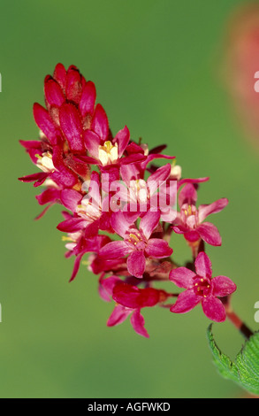 Blut-Johannisbeere, Johannisbeere Rot Blume, rot blühende Johannisbeere (Ribes Sanguineum), Blütenstand Stockfoto