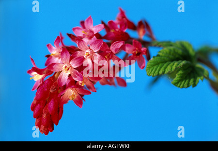 Blut-Johannisbeere, Johannisbeere Rot Blume, rot blühende Johannisbeere (Ribes Sanguineum) Stockfoto