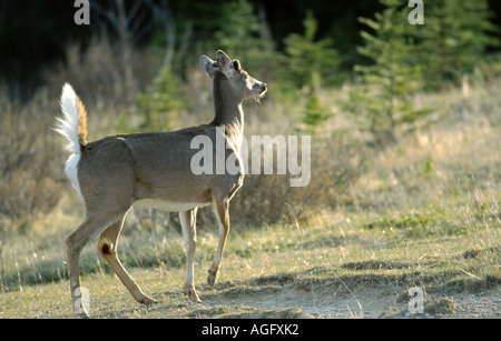 weiß - angebundene Rotwild (Odocoileus Virginianus), Hirsch mit Schweif Warnung: Kanada, Alberta, Jasper NP Stockfoto