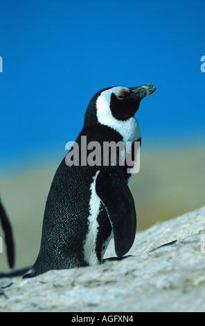 Jackass Penguin, afrikanische Pinguin, Black-footed Pinguin (Spheniscus Demersus), stehend Stockfoto