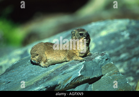 gemeinsamen Rock Hyrax, Rock Klippschliefer (Procavia Capensis), Sonnenbaden auf einem Felsen, Südafrika, Westkap, Kap der guten Hoffnung Stockfoto