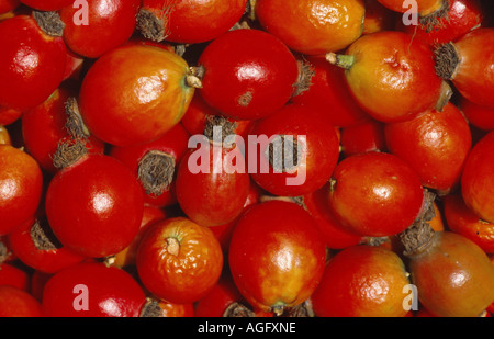 Hundsrose (Rosa Canina), Reife Früchte, Deutschland Stockfoto