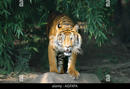 Sumatra-Tiger (Panthera Tigris Sumatrae), am Rande des Waldes, Asien Stockfoto