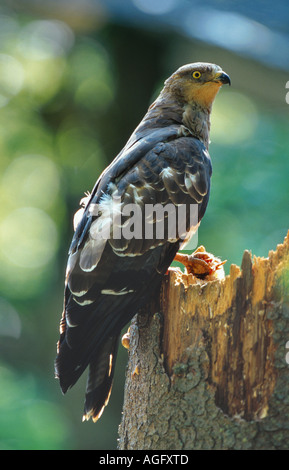 westlichen Wespenbussard (Pernis Apivorus), auf einem Baumstumpf, Deutschland Stockfoto