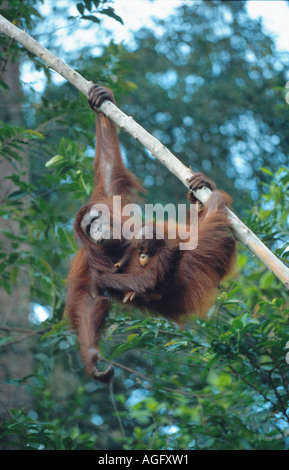 Bornean Orang-Utans (Pongo Pygmaeus Pygmaeus), Mutter mit jungen auf Baum, Indonesien, Borneo Stockfoto