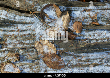 Herbstlaub auf Holz mit Schnee bedeckt Stockfoto