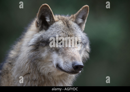 Grauer Wolf Canis Lupus nubilus Stockfoto