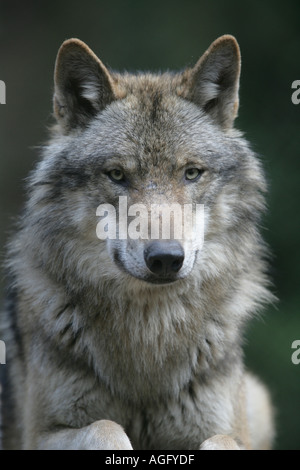 Grauer Wolf - Canis Lupus nubilus Stockfoto