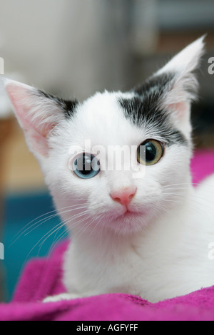 Hübsche kleine weiße und schwarze weibliche Katze (Felis catus) mit einem blauen und einem grünen Auge direkt in die Kamera schaut Stockfoto